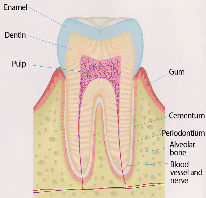 歯と歯茎の構造