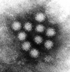 新型インフルエンザ殺菌水パーフェクトペリオ次亜塩素酸電解水ノロウイルス